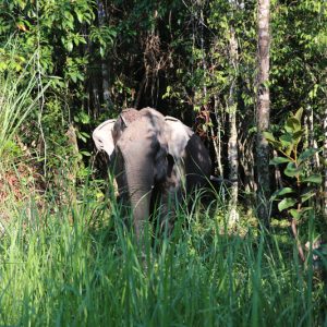 Cambodia Wildlife Sanctuary