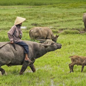 (Private) Cam Kim Island Cycling Experience – A Rural Escape from Hoi An (Without Lunch)
