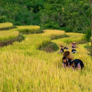 Trekking Pa Co Market