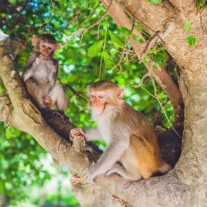 Nha Phu Tour of Monkey Island