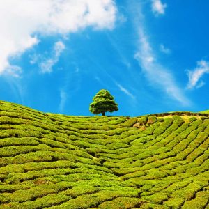 Kuala Lumpur To Highlands Adventure