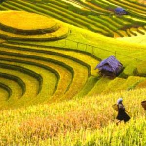 Walks through Rice Fields
