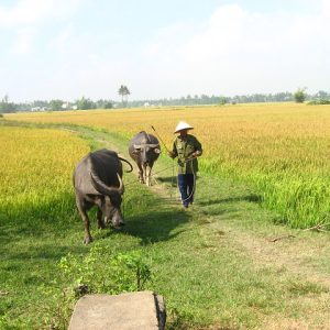 Wet Rice Farmer Tour