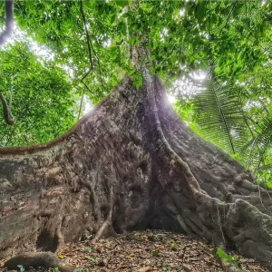 2 Days/1 Night –  Cuc Phuong National Park (Sleep in Muong Village)