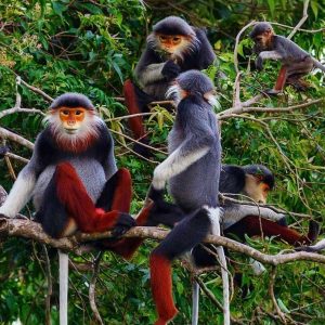 2 Days/1 Night –  Cuc Phuong National Park (Sleep in Muong Village)